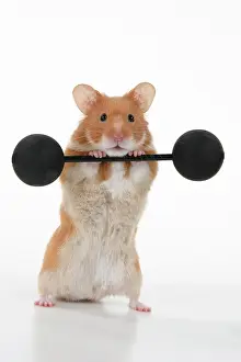 Lifting: MAMMAL. Pet Hamster, lifting old fashioned weights, studio
