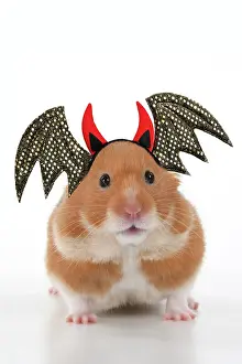 Headwear: MAMMAL. Pet Hamster, looking cute, studio, wearing a Hallowe