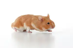 Hamsters: MAMMAL. Pet Hamster, running with cheeks full of