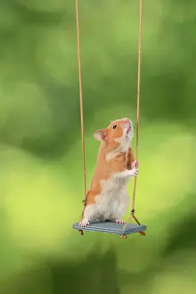 Swing: MAMMAL. Pet Hamster, sitting on a garden swing, studio