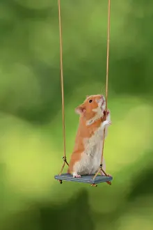 Hamsters: MAMMAL. Pet Hamster, sitting on a garden swing, studio