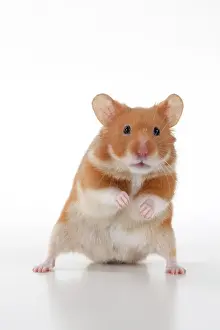 Hamsters: MAMMAL. Pet Hamster, standing on back legs, looking