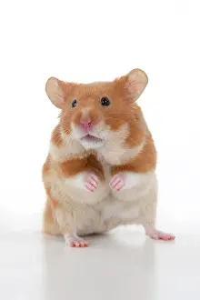 Hamsters: MAMMAL. Pet Hamster, standing on back legs, looking