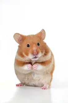Hamsters: MAMMAL. Pet Hamster, standing on back legs, looking
