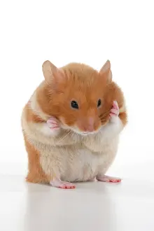 Hamsters: MAMMAL. Pet Hamster, standing up washing / cleaning