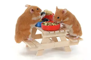 Picnic: MAMMAL. Pet Hamsters, eating lunch on a picnic bench