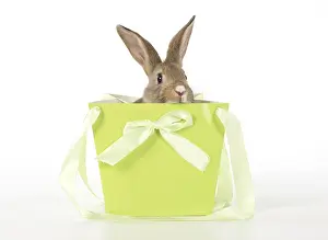 Vases: Mammal. pet rabbit in a bag, studio