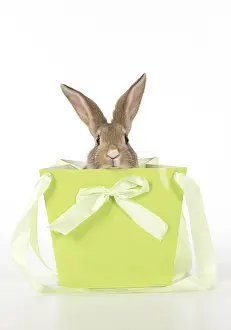 Agouti: Mammal. pet rabbit in a bag, studio