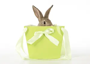 Vase: Mammal. pet rabbit in a bag, studio