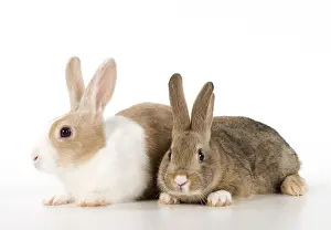 Agouti: Mammal, pet rabbits, Dutch and agouti on, studio