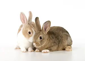 Kiss: Mammal, pet rabbits, Dutch and agouti on, studio