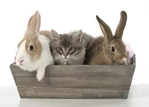 Tray: Mammal, pet rabbits, Dutch and agouti onwith Tiffanie