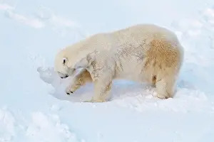 Thalarctos: Mammal. Polar Bear