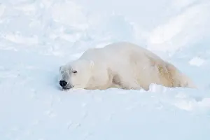 Thalarctos: Mammal. Polar Bear