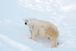 Thalarctos: Mammal. Polar Bear