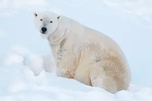 Thalarctos: Mammal. Polar Bear