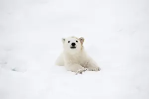 Thalarctos: Mammal. Polar Bear cub, 4 month old cub in the snow