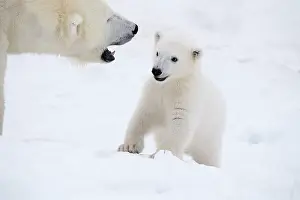 Thalarctos: Mammal. Polar Bear in snow, with its 4 month old cub
