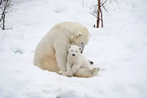 Thalarctos: Mammal. Polar Bear in snow, with its 4 month old cub