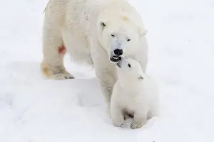 Kiss: Mammal. Polar Bear in snow, with its 4 month old cub