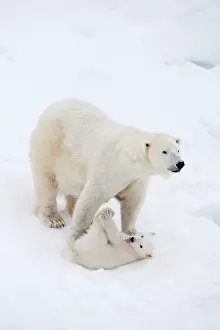 Thalarctos: Mammal. Polar Bear in snow, with its 4 month old cub