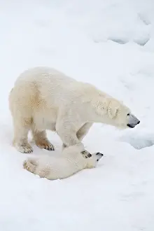 Thalarctos: Mammal. Polar Bear in snow, with its 4 month old cub