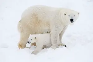 Thalarctos: Mammal. Polar Bear in snow, with its 4 month old cub