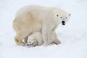 Thalarctos: Mammal. Polar Bear in snow, with its 4 month old cub
