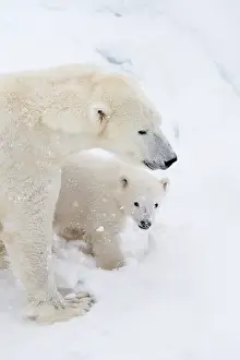 Thalarctos: Mammal. Polar Bear in snow, with its 4 month old cub