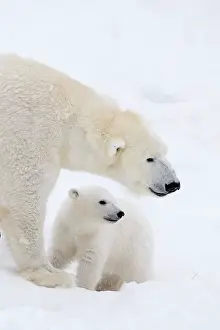 Thalarctos: Mammal. Polar Bear in snow, with its 4 month old cub