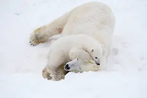 Thalarctos: Mammal. Polar Bear in snow, ( female ) hugging 4