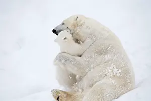 Kiss: Mammal. Polar Bear in snow, ( female ) hugging 4