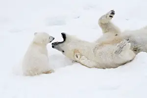 Thalarctos: Mammal. Polar Bear in snow, play with its 4 month old cub