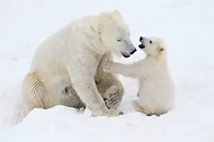 Thalarctos: Mammal. Polar Bear in snow, play with its 4 month old cub