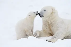 Kiss: Mammal. Polar Bear in snow, play with its 4 month old cub