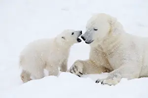 Thalarctos: Mammal. Polar Bear in snow, play with its 4 month old cub