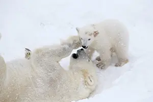 Thalarctos: Mammal. Polar Bear in snow, play with its 4 month old cub