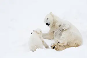 Thalarctos: Mammal. Polar Bear in snow, play with its 4 month old cub