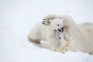 Thalarctos: Mammal. Polar Bear in snow, playing with its 4 month old cub