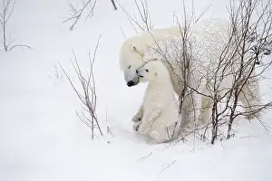Thalarctos: Mammal. Polar Bear in snow, playing with its 4 month old cub