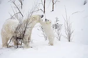Thalarctos: Mammal. Polar Bear in snow, playing with its 4 month old cub