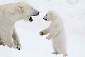 Thalarctos: Mammal. Polar Bear in snow, playing with its 4 month old cub