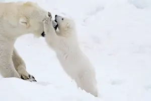 Thalarctos: Mammal. Polar Bear in snow, playing with its 4 month old cub