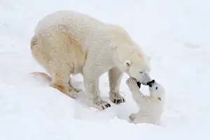 Kiss: Mammal. Polar Bear in snow, playing with its 4 month old cub
