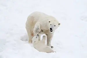 Thalarctos: Mammal. Polar Bear in snow, playing with its 4 month old cub