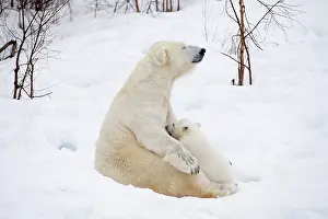 Thalarctos: Mammal. Polar Bear in snow, suckling 4 month old cub