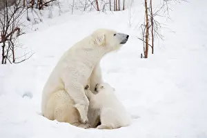 Thalarctos: Mammal. Polar Bear in snow, suckling 4 month old cub
