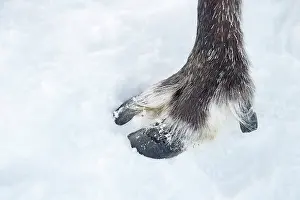Hooves: Mammal. Reindeer