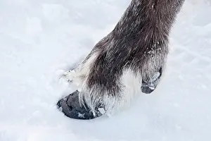 Hooves: Mammal. Reindeer foot in snow
