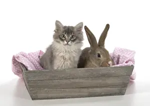 Tray: Mammal. Tiffanie kitten( blue shaded ) with pet